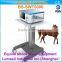 ESWT shock wave therapy equipment for Horse tendon injuries