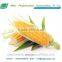 Pure Yellow Maize Seeds