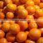 Chinese Fresh Orange