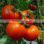 70g SPTE canned tomato paste of 28-30% 24-26% 22-24% 18-20% brix