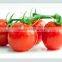 100% pure tomato paste no additives