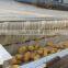 MSTP-1000 Industrial ginger peeler , ginger processing machine,,ginger peeling machine