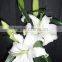 Fresh cut flower lily made in China