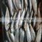 High-quality Sardine For Bait on Sale