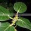 FICUS BENGALENSIS