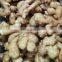 New crop High Quality Chinese Ginger Fresh Ginger