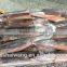 Frozen Illex Squid Supplier size 200 - 300 g