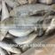 Land Frozen Whole sardine from China