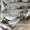 Frozen WR Sardinella lemuru