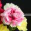 Color smilling face colorful single carnation