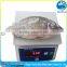 Frozen Tilapia WR 300-500g (the best Only the best)