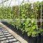 3 Gallon Tree planting bag with Uv treated