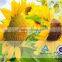 Huge Sun Flowers Living Room Docer Wall Mural