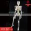 85cm human skeleton model with spinal nerces