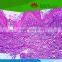 Individual slides you can choose from High Quality Human Pathological Histology Prepared Microscope Slides
