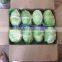FRESH CABBAGE for sale / +84963818434 whatsapp , kakaotalk