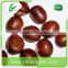 Edible sweet chestnut