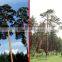 The outdoor decoration plant outdoor plants Changpai Scotch Pine seedling