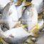 Best Price Frozen golden pomfret pompano