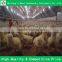 Chicken House For Poultry Broiler