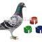 pigeon ring tag for Identification and tracking