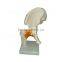 Vivid Human Body Anatomy Pelvic Bone Model