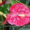 Top selling good quanlity natural Fresh Summer Special Red Anthurium Flowers from yunnan