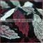 Multicolor leaves embroidery design mesh fabric, lace embroidery fabric