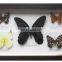 Butterfly framed 15*25cm butterfly specimens frame