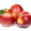 China Fresh peach