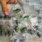crank lures for wholesaler on 