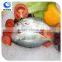 China Supplier Frozen Seafood Fish Indian Mackerel