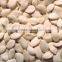 new crop chinese snow white pumpkin seeds 11cm