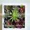 new products 2016 home decoration artificial succulent plants tropical plants