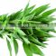 the great lucky bamboo and other fresh green foliage fillers with the high quality