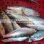FROZEN DOTTED GIZZARD SHAD FISH W/R - SIZE 4/6