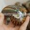 Natural High Quality Ammonite Fossils For Sale