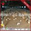 Top Hot Selling Hot Sale Automatic Chicken Poultry Farm Equipment