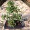 Ulmus ( Chinese Elm) bonsai tree S shape