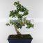 Mini bonsai Carmona 25cm Art
