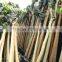 Ficus Religiosa packed for shipment