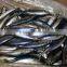 Japanese mackerel land frozen sea frozen Pacific mackerel and scomber japonicus