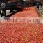 HB tomato paste