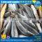 high quality mackerel fish, seafrozen mackerel, carton packing mackerel price
