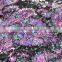 165gsm mesh jacquard nylon87%spandex13% purple julian lycra fabric