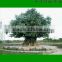 wholesale artificial banyan tree/Ficus religiosa