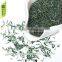 China GMP factory supply Green tea polyphenols 95% Catachine70% EGCG45%
