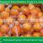 best price navel orange from Jiangxi area China
