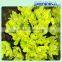 Shinning Green Fresh Flowers Fresh Cut Daisy With Wholesale Price