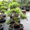 Natural Bonsai Ficus Art Shaped Ficus formosana